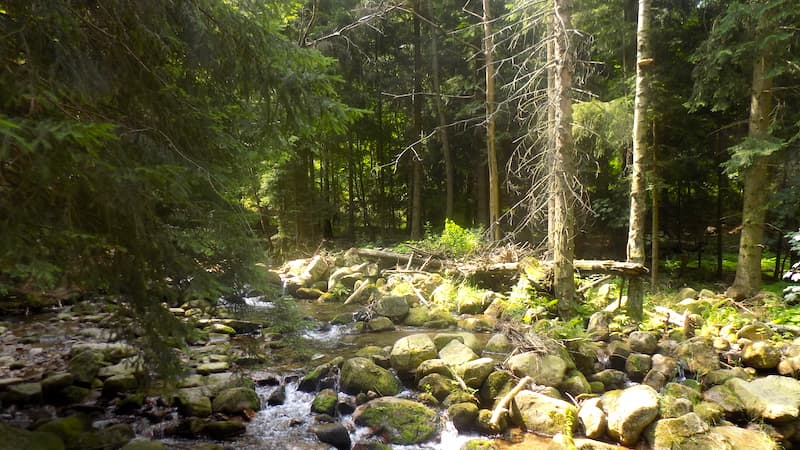 Ein idyllischer Waldblick im Riesengebirge