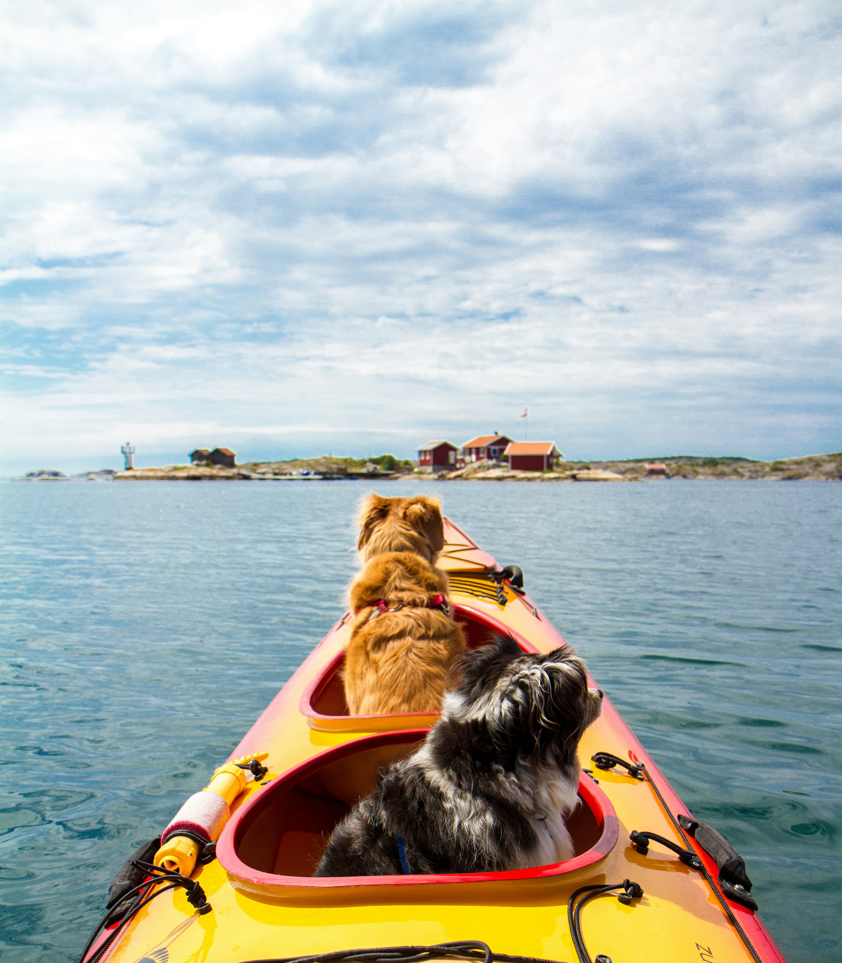 Menschen mit Hunden beim Kajak-Urlaub in Schweden